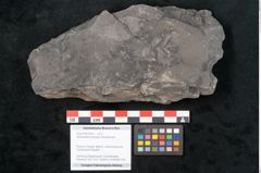 Foto (Objekt + Etikett) von Sphenopteris haidingeri Ettingshausen (NHMW-GEO-2024-0188-10810)